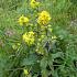 Solidago virgaurea