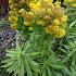 Solidago 'Golden Dwarf'