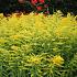 Solidago 'Golden Mosa'