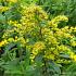 Solidago 'Strahlenkrone'