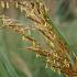 Sorghastrum nutans 'Indian Steel'