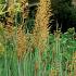 Sorghastrum nutans 'Indian Steel'