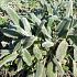 Stachys byzantina 'Silver Carpet'