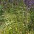 Stipa capillata