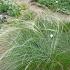 Stipa capillata