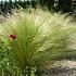 Stipa tenuissima