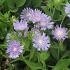 Stokesia laevis