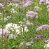 Thalictrum aquilegifolium