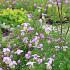 Thalictrum delavayi