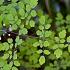 Thalictrum del. 'Hewitt's Double'