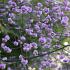 Thalictrum del. 'Hewitt's Double'