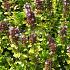 Thymus citriod. 'Bertram Anderson'