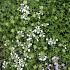 Thymus praecox 'Albiflorus'