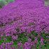 Thymus praecox 'Coccineus'