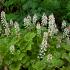 Tiarella cordifolia