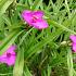 Tradescantia (A) 'Rubra'