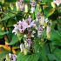 Tricyrtis formosana