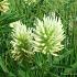 Trifolium ochroleucon