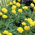 Trollius 'Lemon Queen'