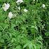 Valeriana officinalis