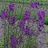 Verbascum phoenic. 'Violetta'