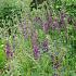 Verbascum phoenic. 'Violetta'