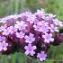 Verbena bonariensis