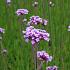 Verbena bonariensis