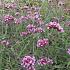 Verbena bon. 'Lollipop'