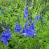 Veronica austriaca teucrium