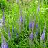 Veronica spicata