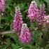 Veronica spicata 'Heidekind'