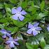 Vinca minor