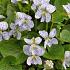 Viola sororia 'Freckles'