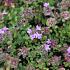 Thymus praecox 'Pink Chintz'