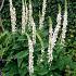 Verbascum nigrum album