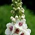 Verbascum nigrum album