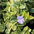 Vinca minor 'Aureovariegata'