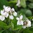 Viola odorata 'Alba'