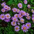 Aster alpinus