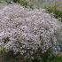 Gypsophila pan. 'Bristol Fairy'