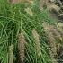 Pennisetum 'Karley Rose'