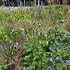 Agate Prairie Garden