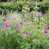 Agate Prairie Garden