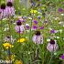 Agate Prairie Garden