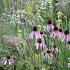 Agate Prairie Garden