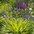 Amethyst Prairie Garden