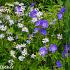 Amethyst Prairie Garden