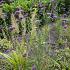 Amethyst Prairie Garden