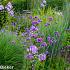 Amethyst Prairie Garden